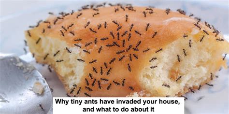 Why tiny ants have invaded your house, and what to .
